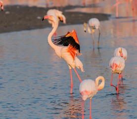 Caribbean pink flamingos in a lake