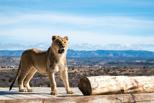 Lion
