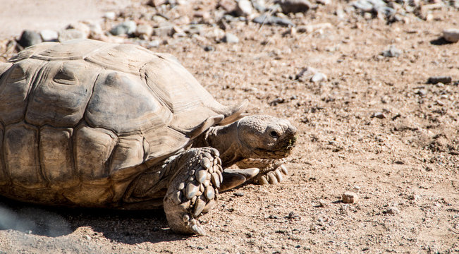 Tortoise