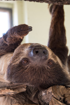 Sloth