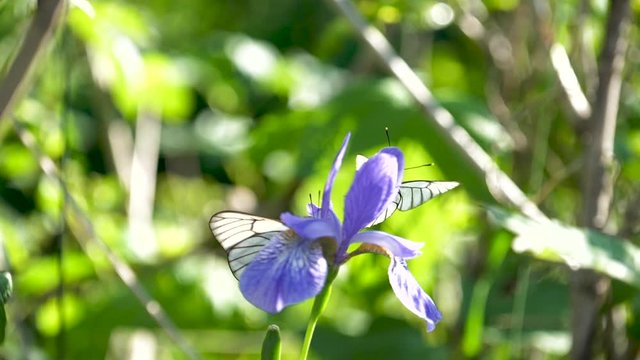 butterflies on flowers in slow motion 180p