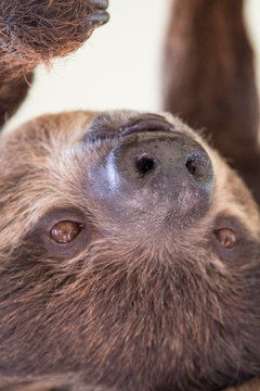 Sloth