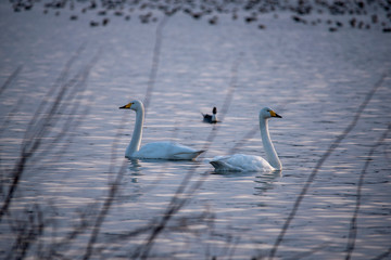 animal   Swan