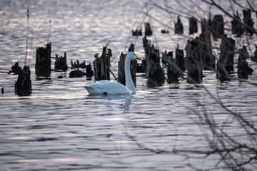 Obraz premium Swan