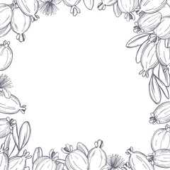 Fototapeta na wymiar Hand drawn feijoa plant. Feijoa fruits with leaves. Vector background. Sketch illustration.
