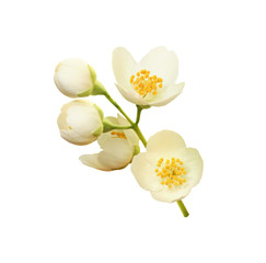 Fototapeta na wymiar Twig of Jasmine flowers