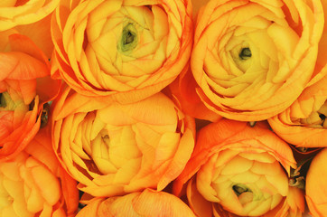 Yellow ranunculus flowers