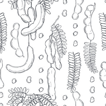 Hand drawn Tamarind (Tamarindus indica).  Vector seamless pattern.
