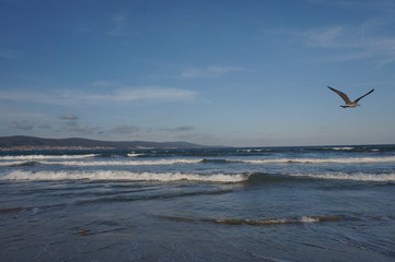 Daylight, summer day, light breeze on the seashore, incident waves on the shore.