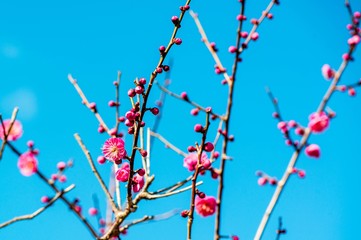 南立石公園の梅