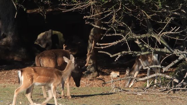 Deer running in Brijuni National Park