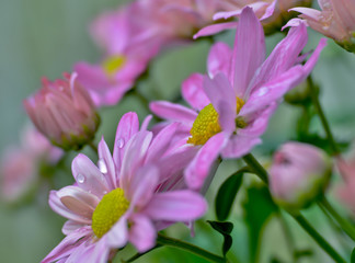 chrysanthemum with raindrops, soft focus