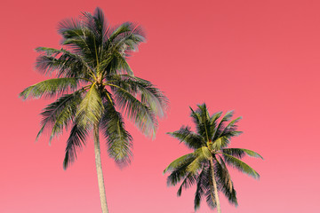 Fototapeta na wymiar Coconut trees on an abstract pink background. Tropical natural background