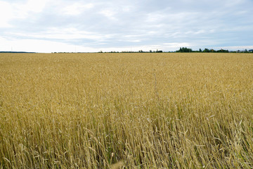 close-up of barley ears with blurry background, selective focus.