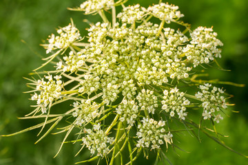 Blooming carrot A blooming arrow of carrot inflorescence.
