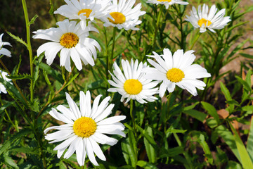 Fototapeta premium macro of beautiful white daisies flowers in the garden.