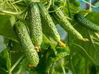 Fresh ripe cucumbers growing in greenhouse close up.
