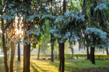 Branch of blue spruce on a background illuminated by the sunset Park