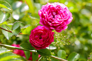 Flowering red roses in the garden, nature.