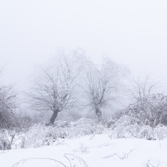 Fototapeta na wymiar Icy trees in a foggy winter forest
