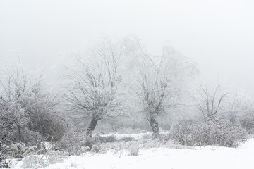 Icy trees in a foggy winter forest