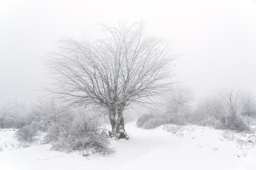 Icy tree in a foggy winter forest