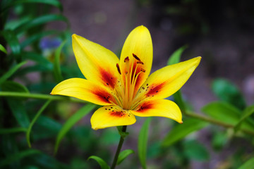 Large yellow lily closeup in the garden.