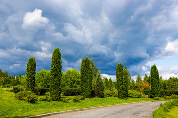 Beautiful park with green thuja, nature photo.