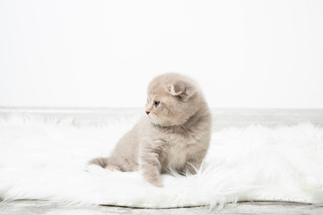 A little red kitten sits in a room on a fluffy white carpet. The kitten looks away. Beautiful kitten