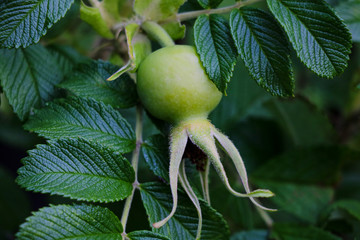 Rose hips on green background. nature. herb.
