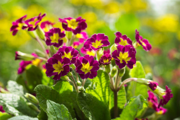 Obraz premium Dark pink primrose blooms in the garden against a background of yellow flowers. Spring concept, beautiful flowers