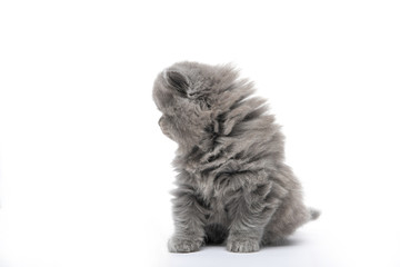 Black fluffy kitten. On a white isolated background