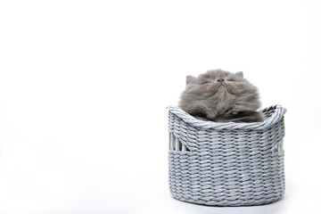 Little black kitten sits on a white isolated background. Little funny kitten in a basket.