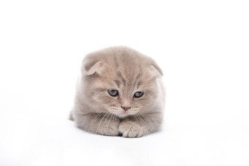 Red kitten lies on a white background