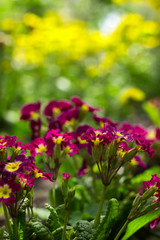 Dark pink primrose blooms in the garden against a background of yellow flowers. Spring concept, beautiful flowers