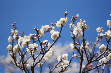 青空と白梅