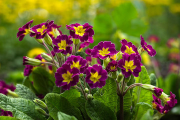 Dark pink primrose blooms in the garden against a background of yellow flowers. Spring concept, beautiful flowers