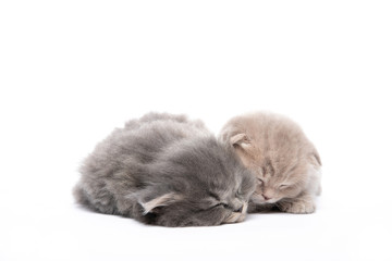 Two little kittens are sleeping on a white isolated background. Relaxation. Kittens