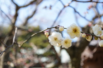 白梅とお寺(2)