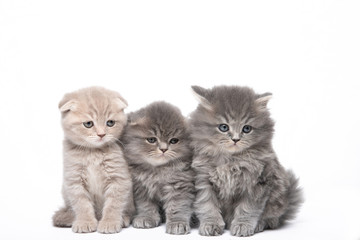 Three beautiful little kittens on a white background in isolation