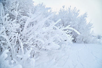 Landscape with tree in the foreground and field in the distance on a winter day