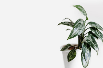 Modern houseplants on a white background, minimal creative home decor concept, Aglaonema Pumilum