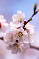 Obraz premium apricot flowers on a branch in spring