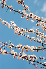 apricot flowers on a branch in spring