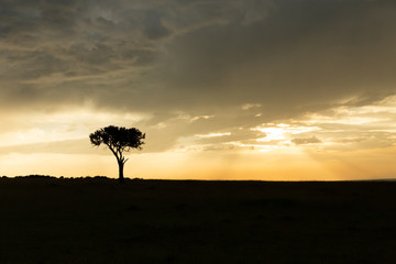 lone tree silhouetted against the sky