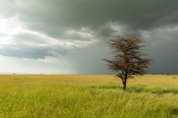 Fototapeta na wymiar tree on the landscape of the Maasai Mara