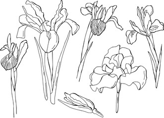 Vector set of iris flowers. Stock illustration. Isolated white