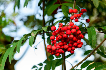 Rowan branches with ripe fruits