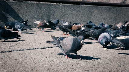 Obraz premium City gray pigeon. City birds