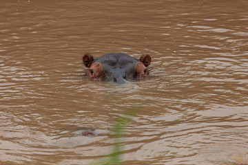 hippopotamus in the river